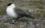 Long-tailed skua. Breeding adult near nest. Ny London, Svalbard, July 2011. Image © Tony Crocker by Tony Crocker.