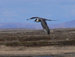 Long-tailed skua. Breeding adult in flight. Yukon-Kuskokwim Delta, Alaska, June 2008. Image © Keith Woodley by Keith Woodley.