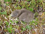 Long-tailed skua. Young chick. Yukon Kuskokwim Delta, June 2004. Image © Sarah Jamieson by Sarah Jamieson.