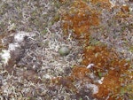 Long-tailed skua. Nest with 1 egg. Yukon Kuskokwim Delta, June 2004. Image © Sarah Jamieson by Sarah Jamieson.