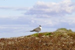 Long-tailed skua. Breeding adult in Alaskan tundra habitat. Yukon Kuskokwim Delta, June 2004. Image © Sarah Jamieson by Sarah Jamieson.