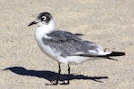 Franklin's gull. Non-breeding adult. Cervantes, Western Australia, March 2013. Image © William Betts 2014 birdlifephotography.org.au by William Betts.