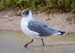 Franklin's gull. Non-breeding adult. Paynesville, Victoria, November 2012. Image © John Stirling 2012 birdlifephotography.org.au by John Stirling.