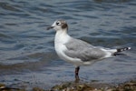 Franklin's gull. Non-breeding adult. Bjelke Petersen Dam, Queensland, February 2014. Image © Paul Jensen 2014 birdlifephotography.org.au by Paul Jensen.