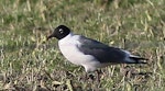 Franklin's gull. Adult in breeding plumage. Tuamarina, July 2013. Image © Will Parsons by Will Parsons.