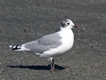 Franklin's gull. Adult non-breeding plumage. Bruce Pulman Park, Takanini, October 2009. Image © Peter Frost by Peter Frost.