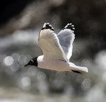 Franklin's gull. Spring-plumaged bird in flight. Manhattan, Kansas, USA, May 2017. Image © David Rintoul by David Rintoul.