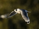 Franklin's gull. Winter-plumaged bird in flight. Manhattan, Kansas, USA, October 2017. Image © David Rintoul by David Rintoul.