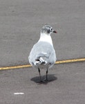 Franklin's gull. Adult, non-breeding. Takanini, Auckland, September 2009. Image © Suzi Phillips by Suzi Phillips.