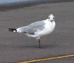 Franklin's gull. Adult. Takanini, September 2009. Image © Suzi Phillips by Suzi Phillips.