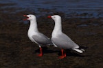 Red-billed Gull | Tarāpunga. Pair. Northland, January 2008. Image © Peter Reese by Peter Reese.