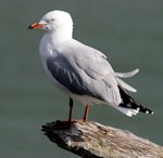 Red-billed Gull | Tarāpunga. Adult non-breeding. Whanganui, March 2009. Image © Ormond Torr by Ormond Torr.