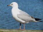 Red-billed Gull | Tarāpunga. Immature. Pahi, Kaipara Harbour, July 2012. Image © Thomas Musson by Thomas Musson.