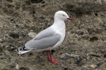 Red-billed Gull | Tarāpunga. Adult. Mangere Island, Chatham Islands, October 2020. Image © James Russell by James Russell.