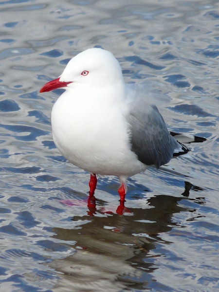 Red-billed Gull | Tarāpunga. Adult. Waikanae River estuary, Wellington, September 2010. Image © Alan Tennyson by Alan Tennyson.