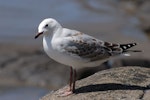 Red-billed Gull | Tarāpunga. Juvenile. Muriwai, January 2009. Image © Peter Reese by Peter Reese.