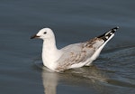 Red-billed Gull | Tarāpunga. Immature. Whanganui, February 2007. Image © Ormond Torr by Ormond Torr.