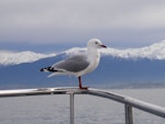 Red-billed Gull | Tarāpunga. Subadult. Kaikoura pelagic, June 2008. Image © Josie Galbraith by Josie Galbraith.