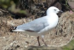 Red-billed Gull | Tarāpunga. Immature. Enderby Island, Auckland Islands, January 2018. Image © Alan Tennyson by Alan Tennyson.