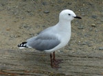 Red-billed Gull | Tarāpunga. Immature. Oamaru, February 2019. Image © Alan Tennyson by Alan Tennyson.