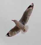 Red-billed Gull | Tarāpunga. Adult in flight. Cape Brett, Northland, November 2018. Image © Michelle Martin by Michelle Martin.