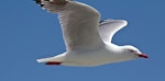 Red-billed Gull | Tarāpunga. Adult flying. Boulder Bank, Nelson, December 2011. Image © Rebecca Bowater by Rebecca Bowater FPSNZ.