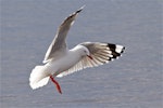 Red-billed Gull | Tarāpunga. Adult in flight, about to land. Avon-Heathcote estuary, June 2014. Image © Steve Attwood by Steve Attwood.