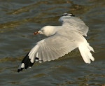 Red-billed Gull | Tarāpunga. Adult. Whanganui, March 2010. Image © Ormond Torr by Ormond Torr.