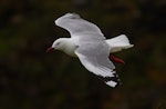 Red-billed Gull | Tarāpunga. Adult in flight. Cape Brett, Northland, November 2018. Image © Michelle Martin by Michelle Martin.