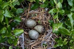 Red-billed Gull | Tarāpunga. Nest with 3 eggs. Cape Brett, Northland, November 2018. Image © Michelle Martin by Michelle Martin.