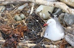 Red-billed Gull | Tarāpunga. Adult on nest alongside a nest with three eggs. Boulder Bank, Nelson, November 2017. Image © Rebecca Bowater by Rebeccca Bowater FPSNZ AFIAP.