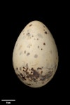 Red-billed Gull | Tarāpunga. Egg 52.5 x 35.9 mm (NMNZ OR.007319, collected by Robert Falla). Whataroa River mouth, Westland, November 1949. Image © Te Papa by Jean-Claude Stahl.