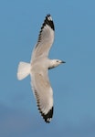 Red-billed Gull | Tarāpunga. Immature. Whanganui, March 2008. Image © Ormond Torr by Ormond Torr.