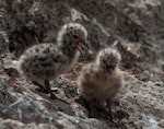 Red-billed Gull | Tarāpunga. Chicks a few days old. Cape Brett, November 2018. Image © Michelle Martin by Michelle Martin.