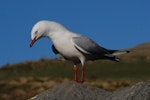 Red-billed Gull | Tarāpunga. Adult displaying. Otago Peninsula, August 2008. Image © Peter Reese by Peter Reese.