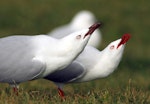 Red-billed Gull | Tarāpunga. Adults in forward posture display. Whanganui River estuary, June 2013. Image © Ormond Torr by Ormond Torr.