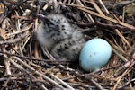 Red-billed Gull | Tarāpunga. Chick and egg in nest. Boulder Bank, Nelson, December 2011. Image © Rebecca Bowater by Rebecca Bowater FPSNZ.