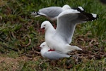 Red-billed Gull | Tarāpunga. Pair mating. Near Taiaroa Head, November 2011. Image © Sonja Ross by Sonja Ross.