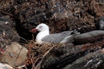 Red-billed Gull | Tarāpunga. Adult on nest. Mayor Island, December 2007. Image © Peter Reese by Peter Reese.