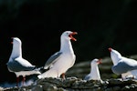 Red-billed Gull | Tarāpunga. Adult alarm-calling. Kaikoura coast, November 1995. Image © Albert Aanensen by Albert Aanensen.