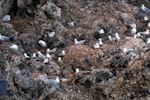 Red-billed Gull | Tarāpunga. Nesting colony. Mayor Island, December 2007. Image © Peter Reese by Peter Reese.