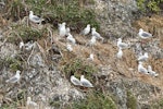 Red-billed Gull | Tarāpunga. Breeding colony. Bay of Islands, December 2015. Image © Les Feasey by Les Feasey.