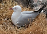 Red-billed Gull | Tarāpunga. Adult on nest. Cape Brett, Northland, November 2018. Image © Michelle Martin by Michelle Martin.