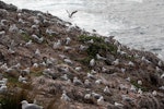 Red-billed Gull | Tarāpunga. Breeding colony with young chicks. Cape Brett, Northland, November 2018. Image © Michelle Martin by Michelle Martin.