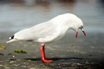 Red-billed Gull | Tarāpunga. Adult calling. Manawatu River estuary, February 2000. Image © Alex Scott by Alex Scott.