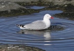 Red-billed Gull | Tarāpunga. Adult bathing. Flat Rock, Cape Kidnappers, November 2012. Image © Dick Porter by Dick Porter.