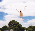 Red-billed Gull | Tarāpunga. Adult catching food in flight. Russell, January 2001. Image © Joke Baars by Joke Baars.