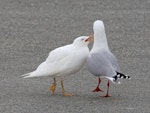 Red-billed Gull | Tarāpunga. Adult with leucistic juvenile. Nelson Haven, July 2018. Image © Rebecca Bowater FPSNZ AFIAP by Rebecca Bowater.