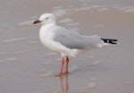 Red-billed Gull | Tarāpunga. Adult silver gull (Australian subspecies). South Australia, January 2007. Image © John Flux by John Flux.