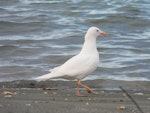 Red-billed Gull | Tarāpunga. Leucistic adult. Nelson Haven, February 2015. Image © Warren Plum by Warren Plum.